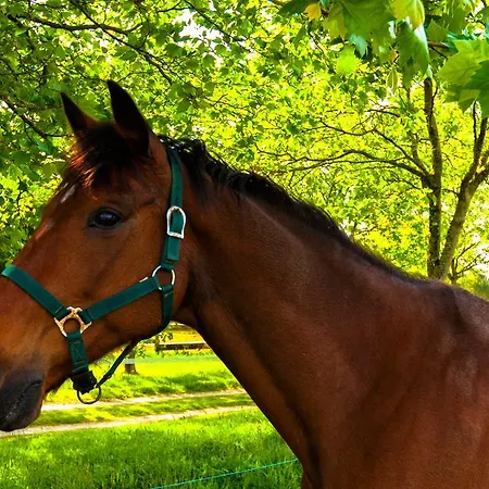 Domaine Terroceane 3* La-Gripperie-Saint-Symphorien