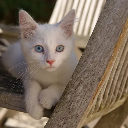 게스트하우스 Domaine Terroceane